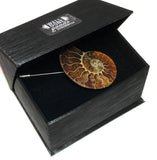 Ammonite Lapel Pin, fossil shell stick pin