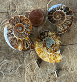 Ammonite Lapel Pin, fossil shell stick pin