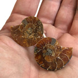 Ammonite Cufflinks, golden ratio men's fossil cufflinks