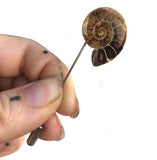 Ammonite Lapel Pin, fossil shell stick pin