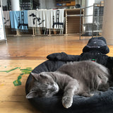 Our studio cat